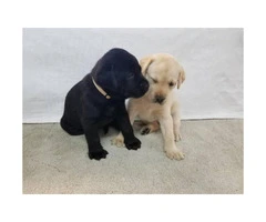 AKC Lab puppies for Sale - 3