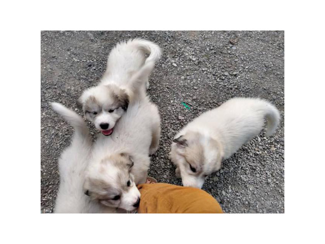 Four Great Pyrenees puppies available in Kansas City ...