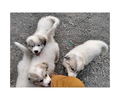 Four Great Pyrenees puppies available