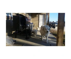 Four Great Pyrenees puppies available - 2