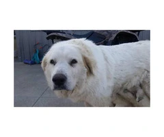 Four Great Pyrenees puppies available - 3
