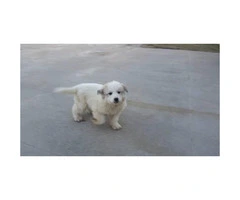 Four Great Pyrenees puppies available - 4