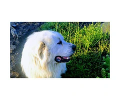 Four Great Pyrenees puppies available - 6