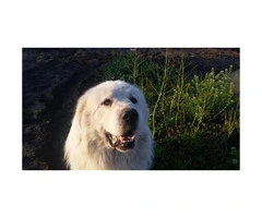 Four Great Pyrenees puppies available - 7