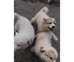 Four Great Pyrenees puppies available - 8