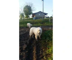 Four Great Pyrenees puppies available - 9
