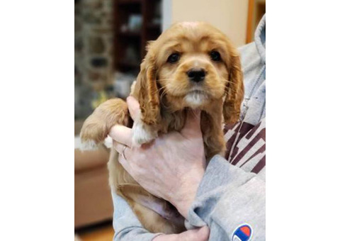 3 Wonderful Cockalier puppies for sale