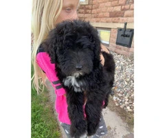 One female Sheepadoodle puppy