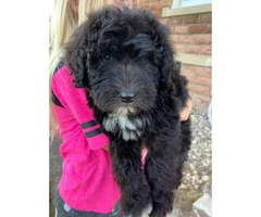 One female Sheepadoodle puppy - 2