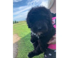 One female Sheepadoodle puppy - 3