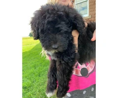 One female Sheepadoodle puppy - 4