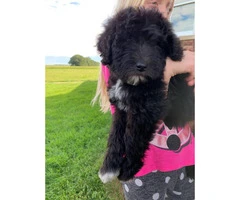One female Sheepadoodle puppy - 5