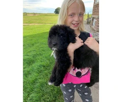 One female Sheepadoodle puppy - 6