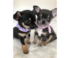 Pretty small and lovely AKC Reg Chihuahua Puppies