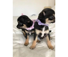 Pretty small and lovely AKC Reg Chihuahua Puppies - 2