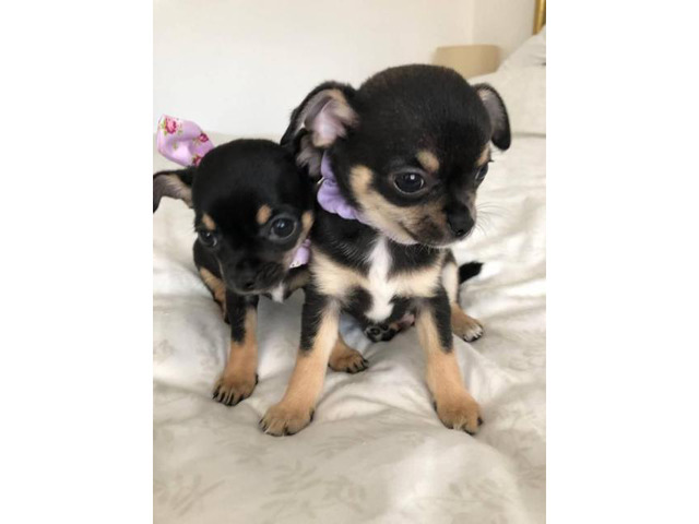 akc toy chihuahua