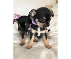 Pretty small and lovely AKC Reg Chihuahua Puppies - 3
