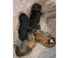 3 males 1 female Shih Tzu Puppies