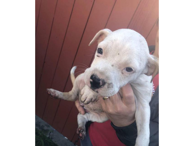 9 weeks old boxer puppy in Seattle, Washington - Puppies for Sale Near Me