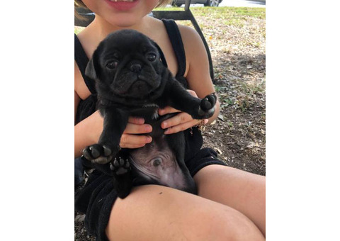 2 black baby Pug puppies for sale