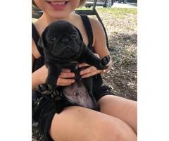 2 black baby Pug puppies for sale