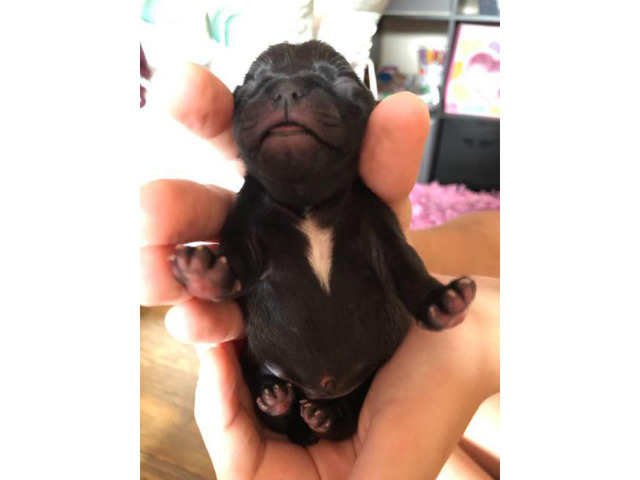 2 black baby Pug puppies for sale in Houston, Texas - Puppies for Sale Near Me