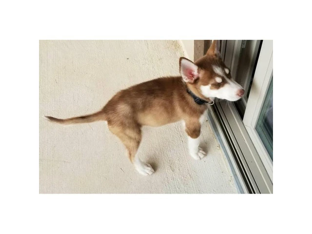 Male Husky Puppy with Toys, Foods, etc