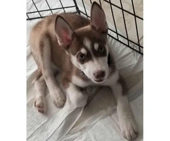Male Husky Puppy with Toys, Foods, etc - 2
