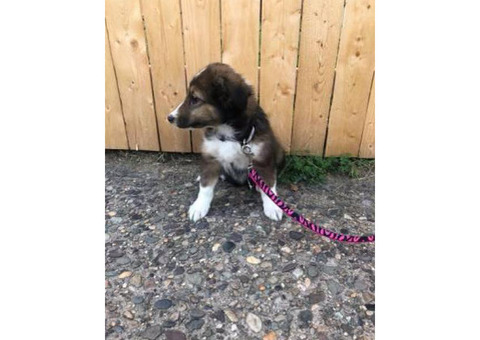 Gorgeous Sheltie puppy for sale