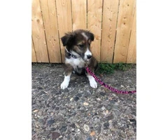 Gorgeous Sheltie puppy for sale - 2