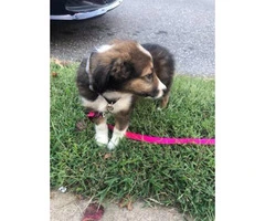 Gorgeous Sheltie puppy for sale - 5