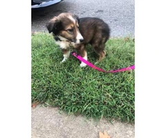 Gorgeous Sheltie puppy for sale - 7