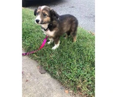Gorgeous Sheltie puppy for sale - 9
