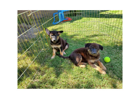 Two Female German Shepherd puppies
