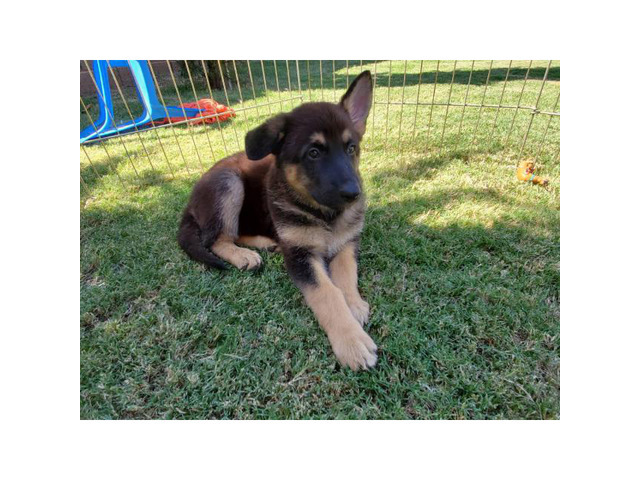 Two Female German Shepherd puppies Goodyear - Puppies for Sale Near Me