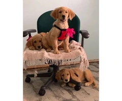 3 AKC Golden retriever puppies
