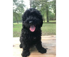 12 weeks old Shihpoo puppy - 2