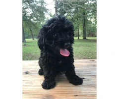 12 weeks old Shihpoo puppy - 3