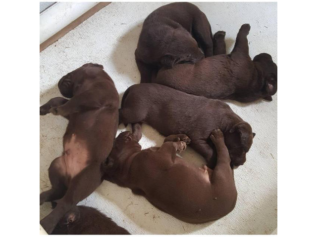 6 chocolate AKC Lab Puppies in Ledbetter, Texas - Puppies for Sale Near Me