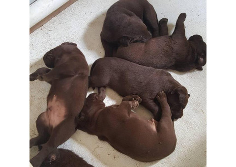 6 chocolate AKC Lab Puppies