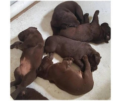6 chocolate AKC Lab Puppies