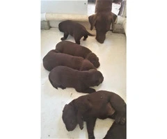 6 chocolate AKC Lab Puppies - 3