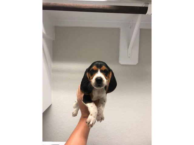 7 Akc Beagle puppies in Highlands, Texas - Puppies for Sale Near Me