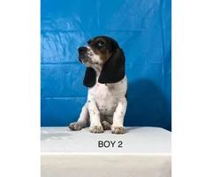 Basset x Beagle male pups
