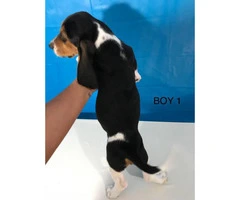 Basset x Beagle male pups - 2