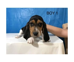 Basset x Beagle male pups - 3