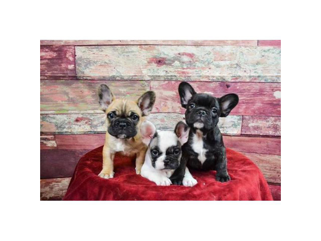 French bulldog puppies Brindle, Pied & Fawn! in Syracuse