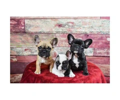 French bulldog puppies Brindle, Pied & Fawn!