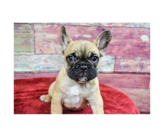 French bulldog puppies Brindle, Pied & Fawn! - 2