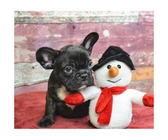 French bulldog puppies Brindle, Pied & Fawn! - 3